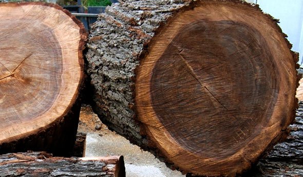 AFRICAN EBONY TREE