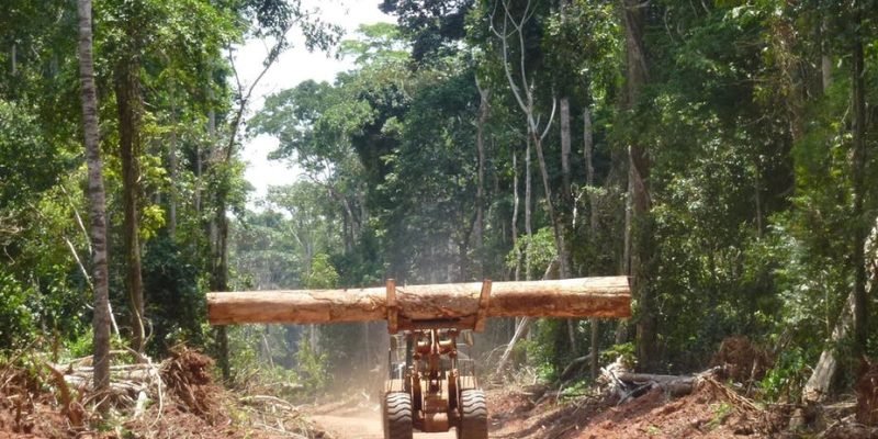 timber logging timber in africa congo, uganda natural resources